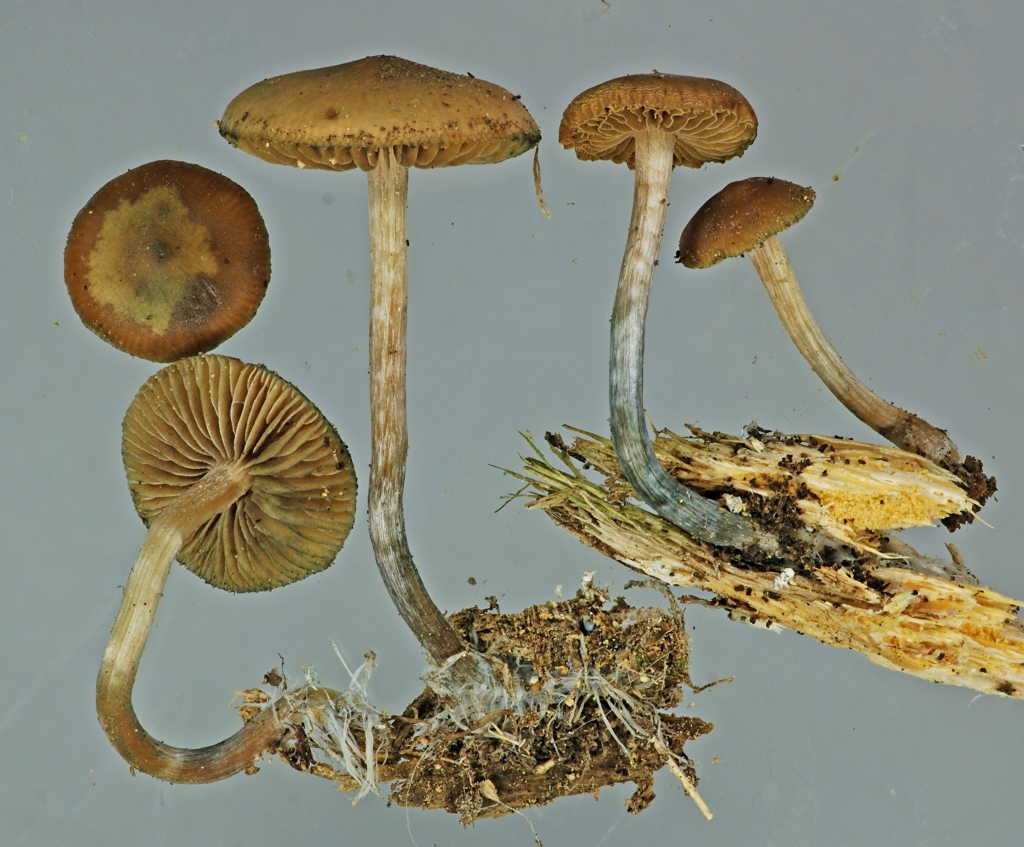 First Licence for Psilocybe  Cultivation in NZ
